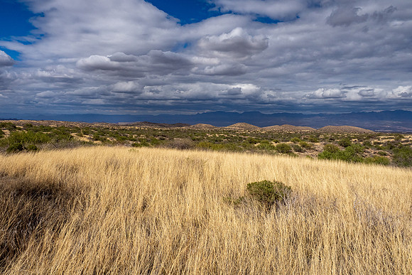 Arizona 2025