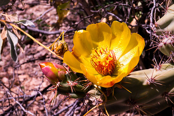 Arizona 2012 - Superstitions, Barkley Basin