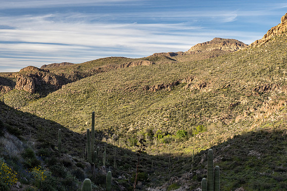 Arizona 2020