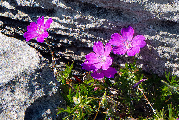 Ireland 2014 - Burren
