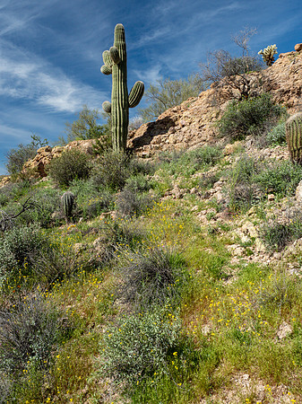 Arizona 2019