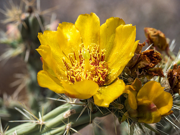 Arizona 2018