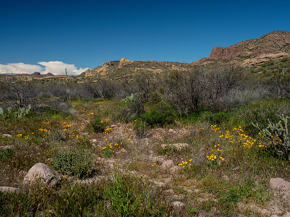 Arizona 2019