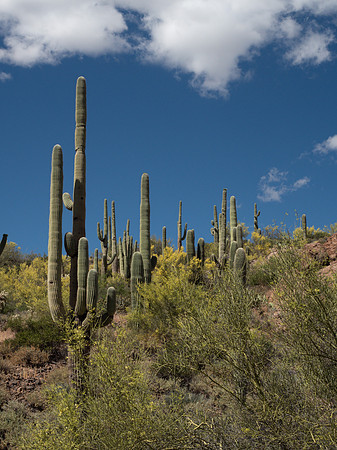 Arizona 2019