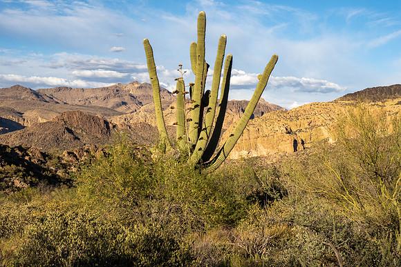 Arizona 2021