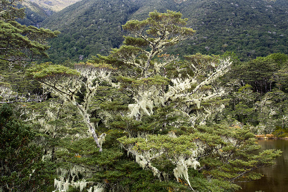 New Zealand 2013