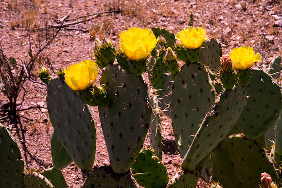 Arizona 2012 - Superstitions, Barkley Basin