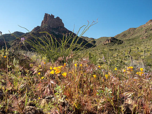 Arizona 2019