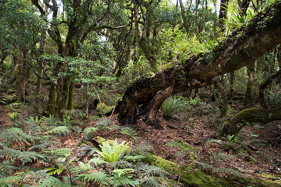New Zealand 2013