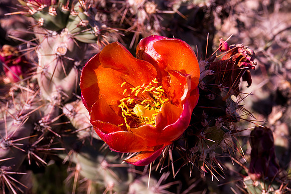 Arizona 2012 - Superstitions, Barkley Basin
