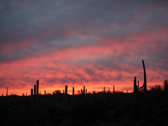 Arizona 2019