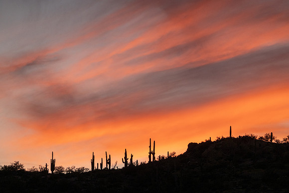 Arizona 2020