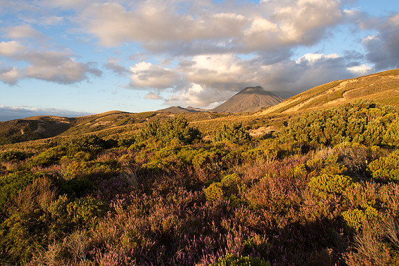 New Zealand 2013
