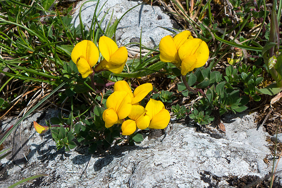 Ireland 2014 - Burren