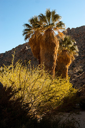Joshua Tree National Park