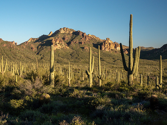 Arizona 2019