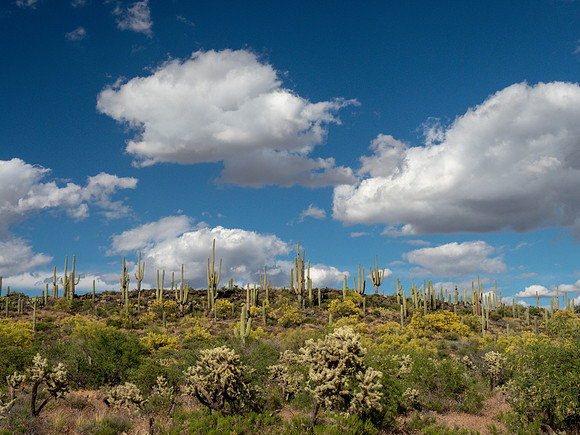 Arizona 2019