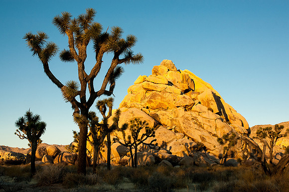 Joshua Tree National Park