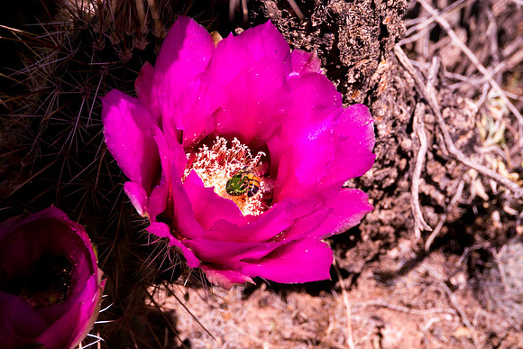 Arizona 2012 - Superstitions, Barkley Basin