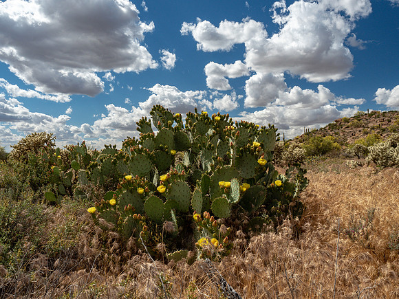 Arizona 2019