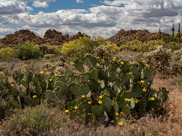 Arizona 2019