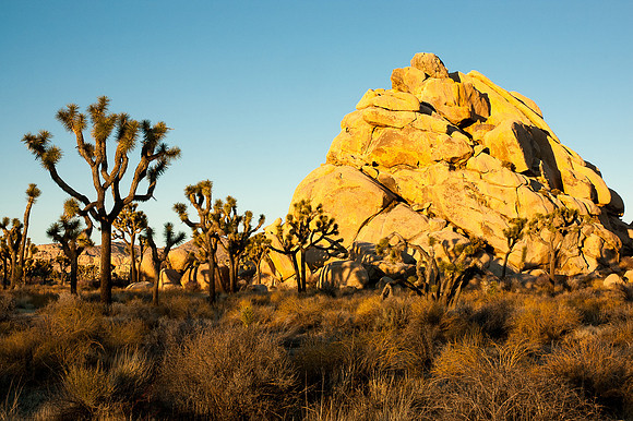 Joshua Tree National Park