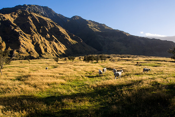 New Zealand 2013