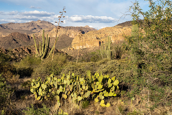 Arizona 2021