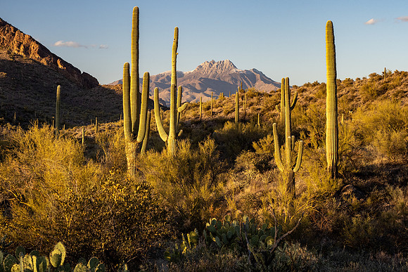 Arizona 2021