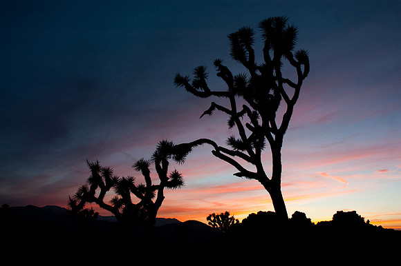Joshua Tree National Park
