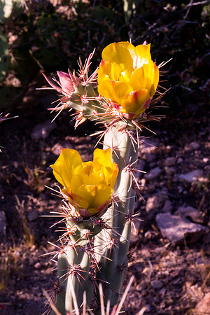 Arizona 2012 - Superstitions, Barkley Basin