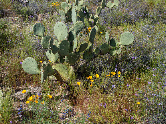 Arizona 2019