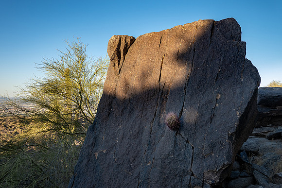 Arizona 2020