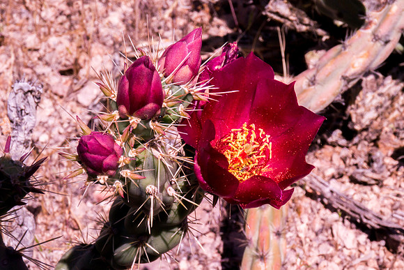 Arizona 2012 - Superstitions, Barkley Basin