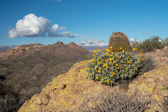 Arizona 2019
