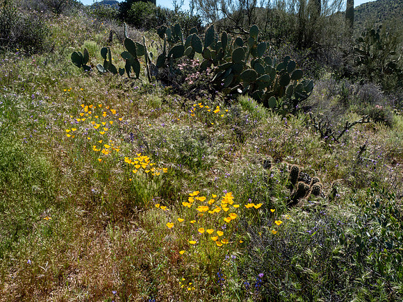 Arizona 2019
