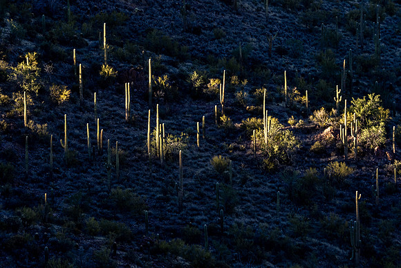 Arizona 2021