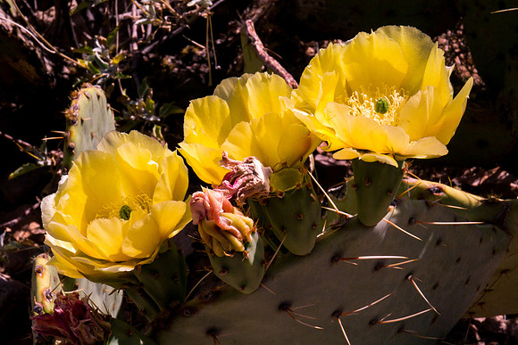 Arizona 2012 - Superstitions, Barkley Basin