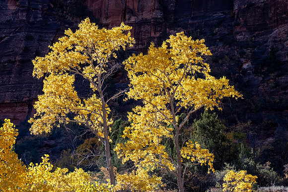 Zion National Park 2024