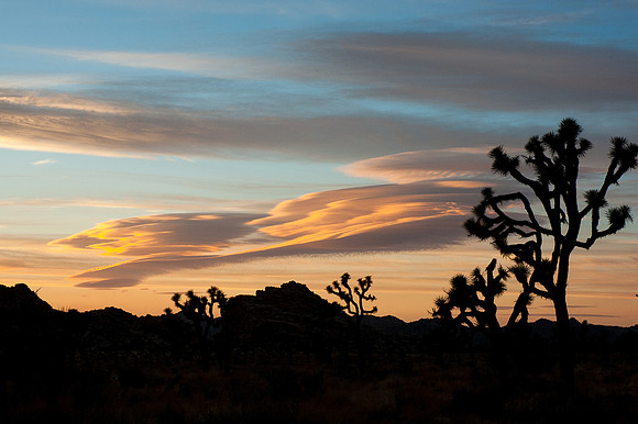Joshua Tree National Park