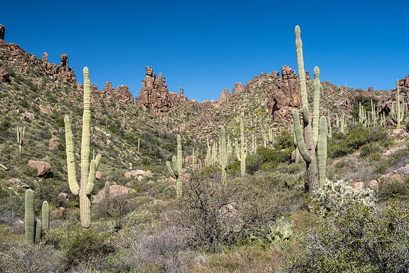 Arizona 2020