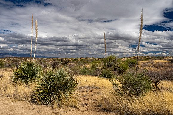 Arizona 2025
