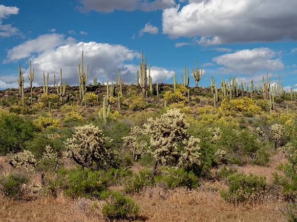 Arizona 2019