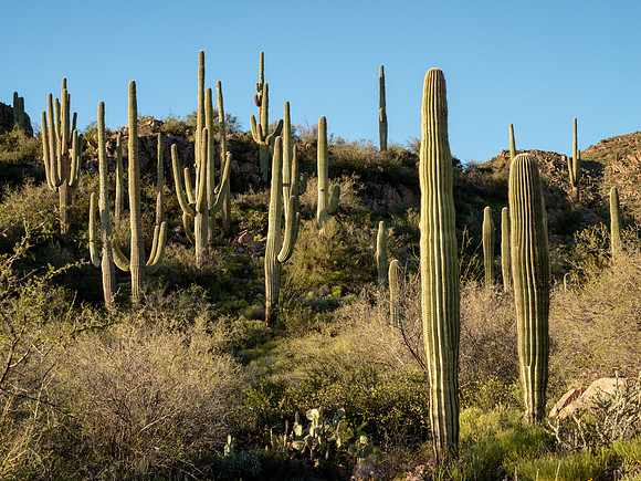 Arizona 2019