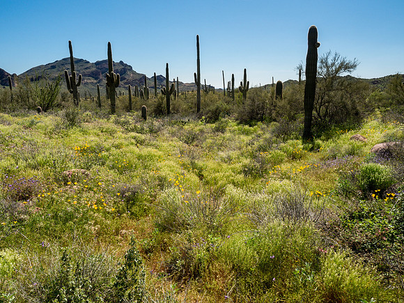 Arizona 2019