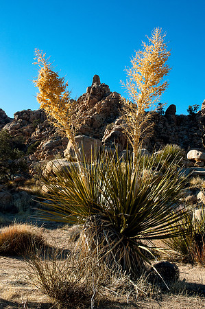 Joshua Tree National Park