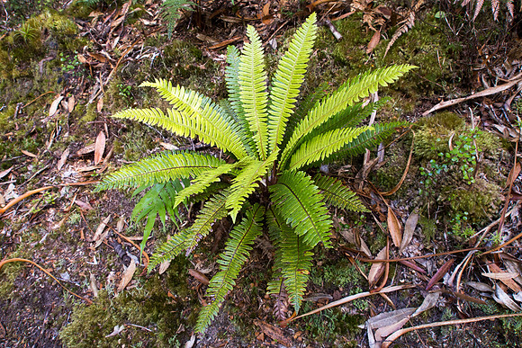 New Zealand 2013
