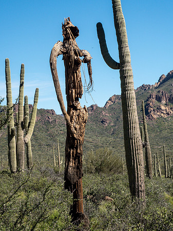 Arizona 2019