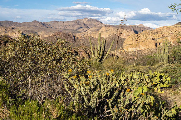 Arizona 2021