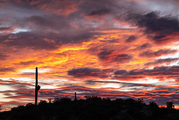 Arizona 2020